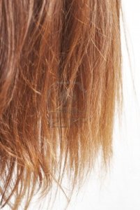 6081537-closeup-of-chestnut-natural-hair-split-ends-isolated-on-white-with-selective-focus
