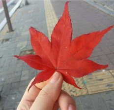 maple-leaf